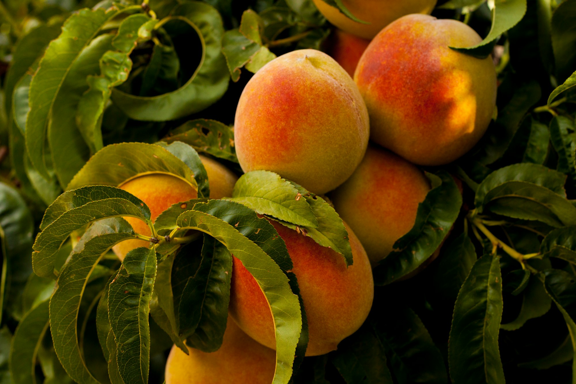 Ripe peaches on a tree