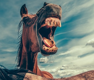 photo of shouting horse under cloudy sky