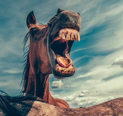 photo of shouting horse under cloudy sky