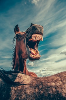 photo of shouting horse under cloudy sky