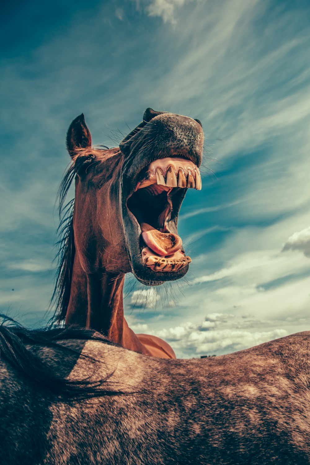 曇り空の下で叫ぶ馬の写真