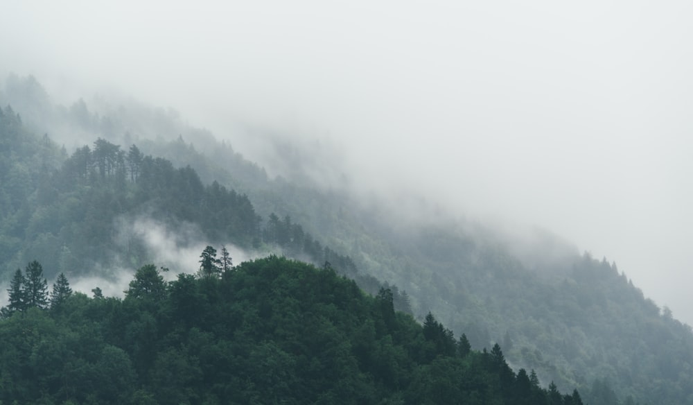 green leafed tree under white clouds