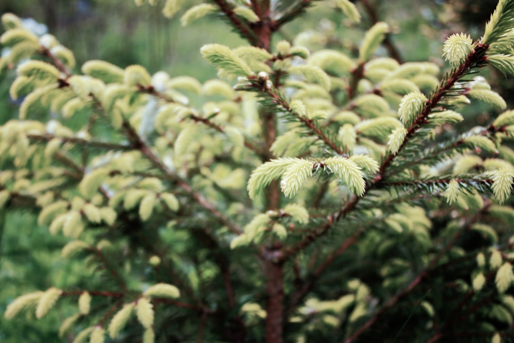small green pine tree closeup photography