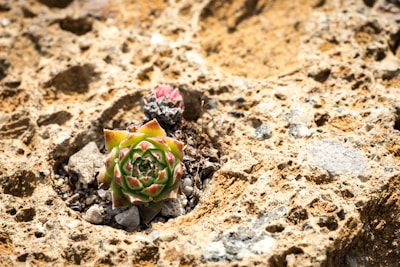 A small green and red succulent plant grows out of a rough, rocky surface, surrounded by a mixture of sand and small stones, indicating a resilient nature.