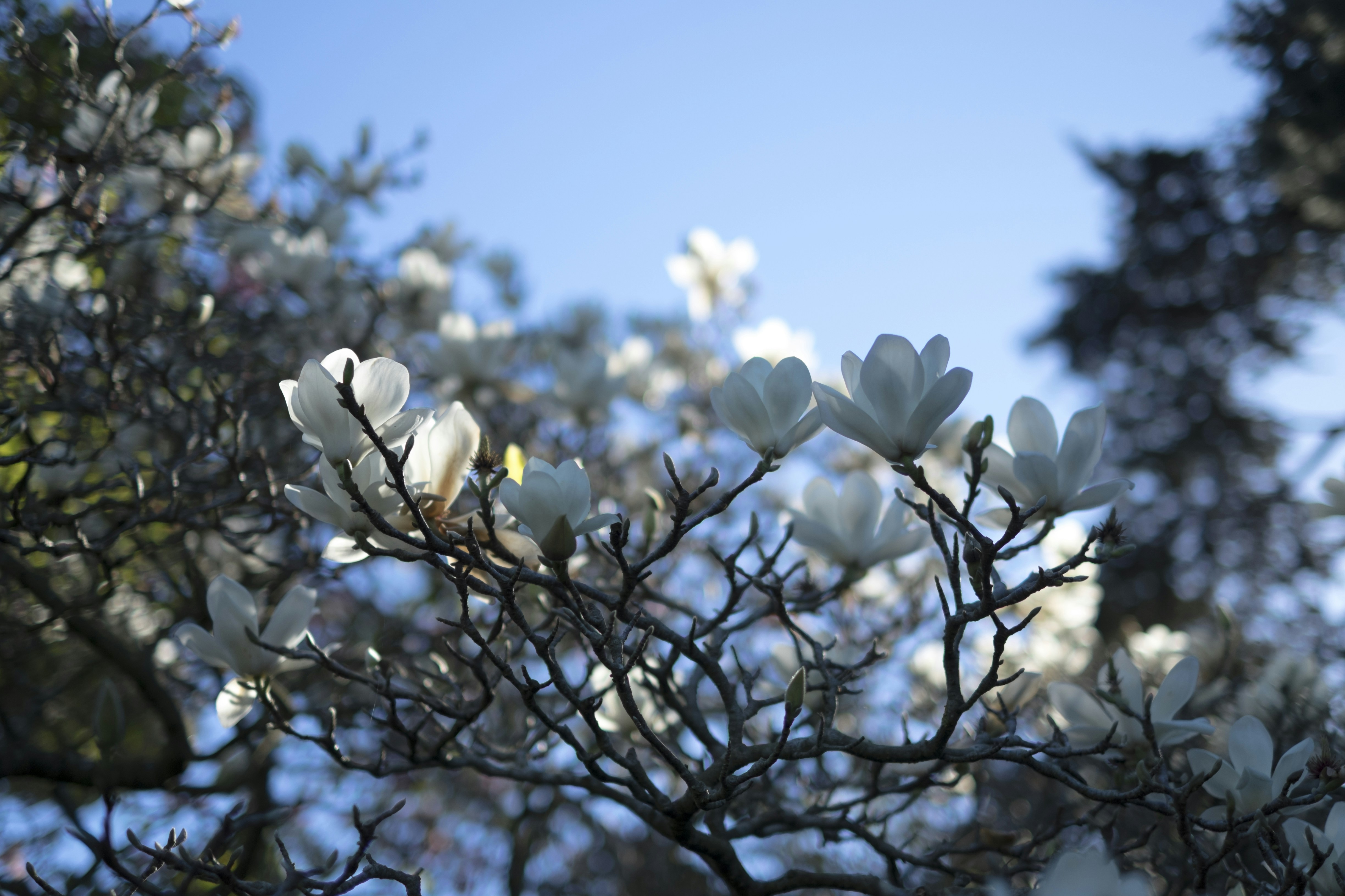 Free Unsplash photo from Sara Menefee