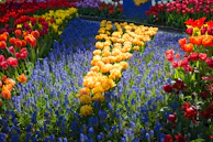 A colorful arrangement of tulips in a garden.