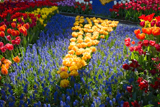 A colorful arrangement of tulips in a garden.