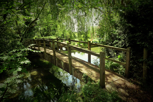 A serene wooden bridge arching over a gentle stream surrounded by lush greenery.