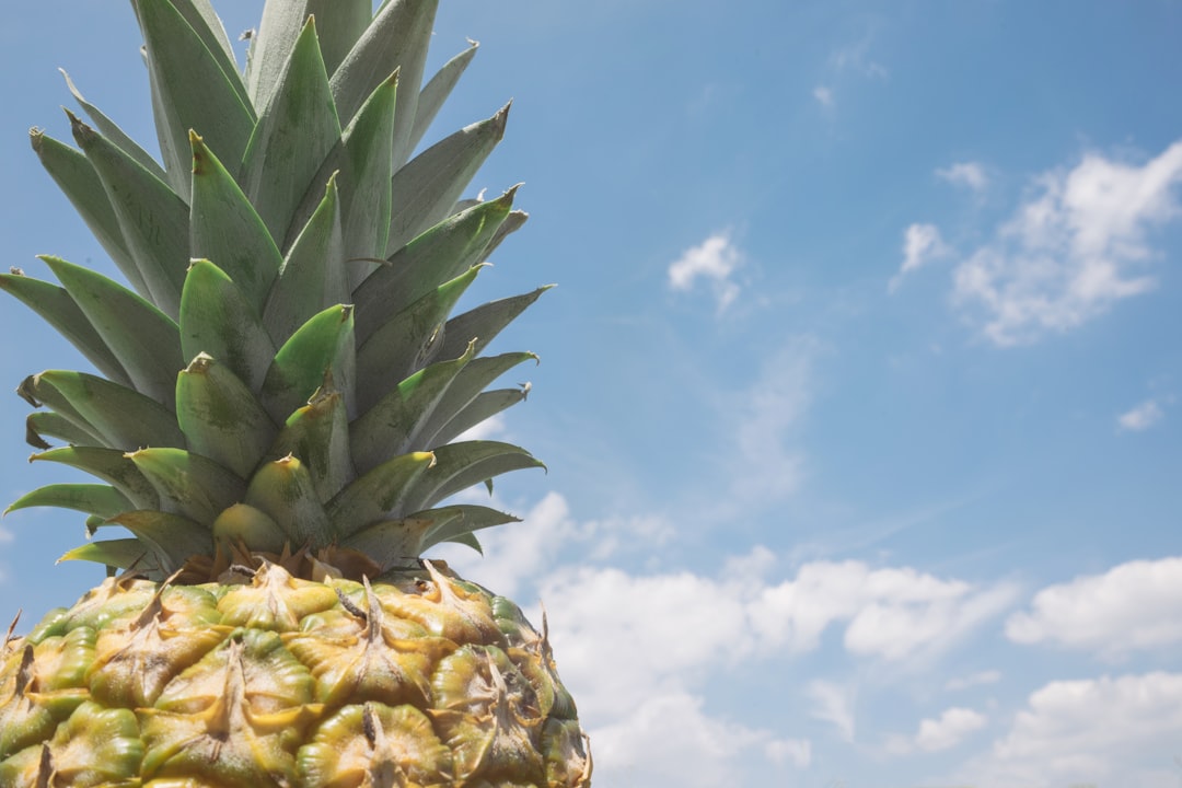 closeup photo of pineapple