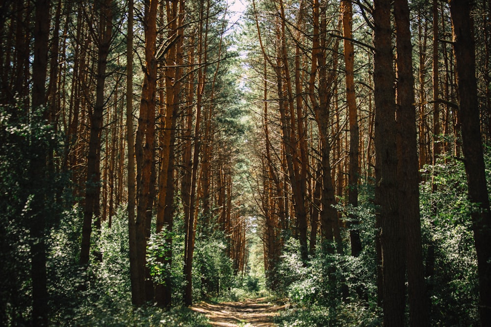 caminho na floresta