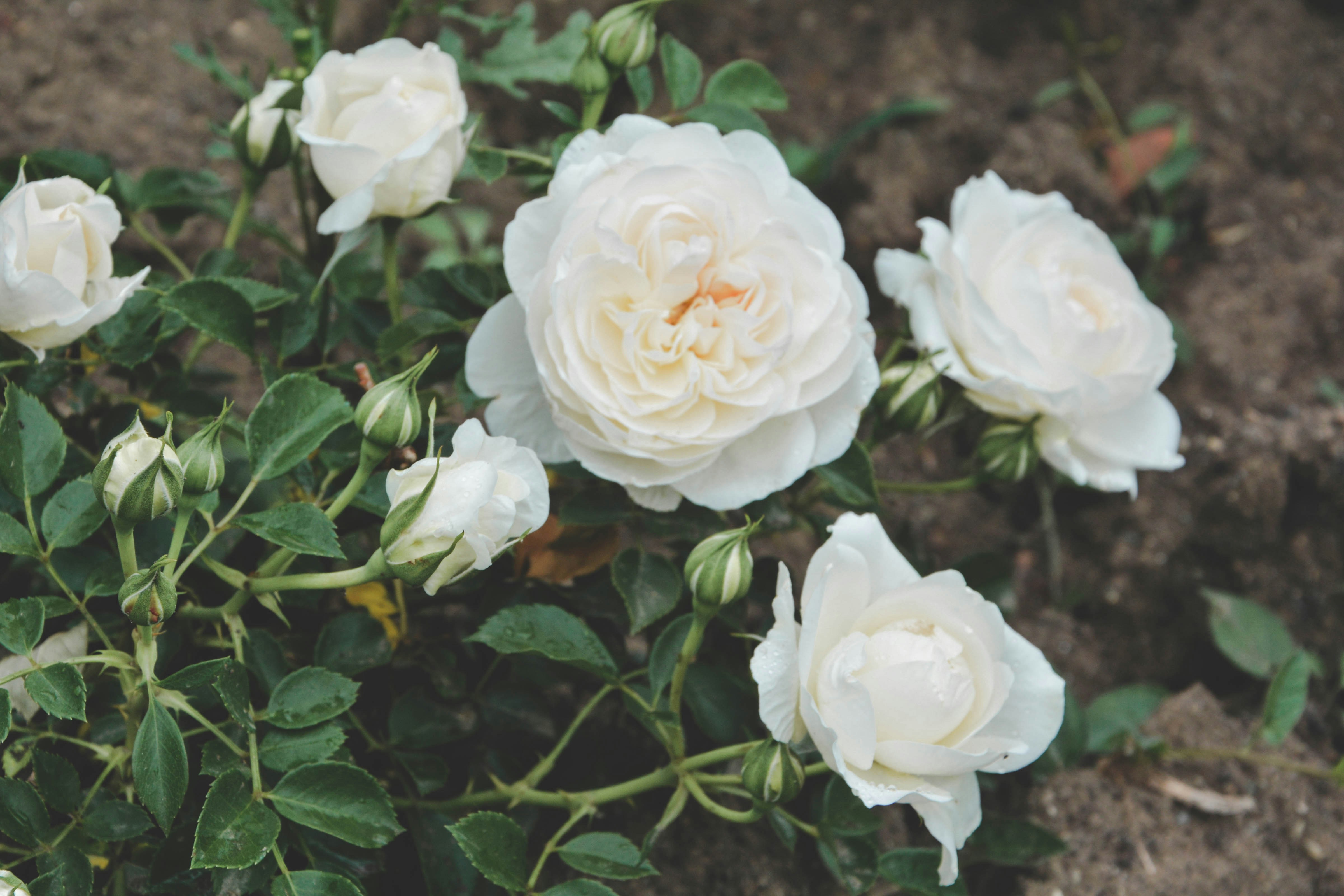 Free Unsplash photo from Alex Mihis