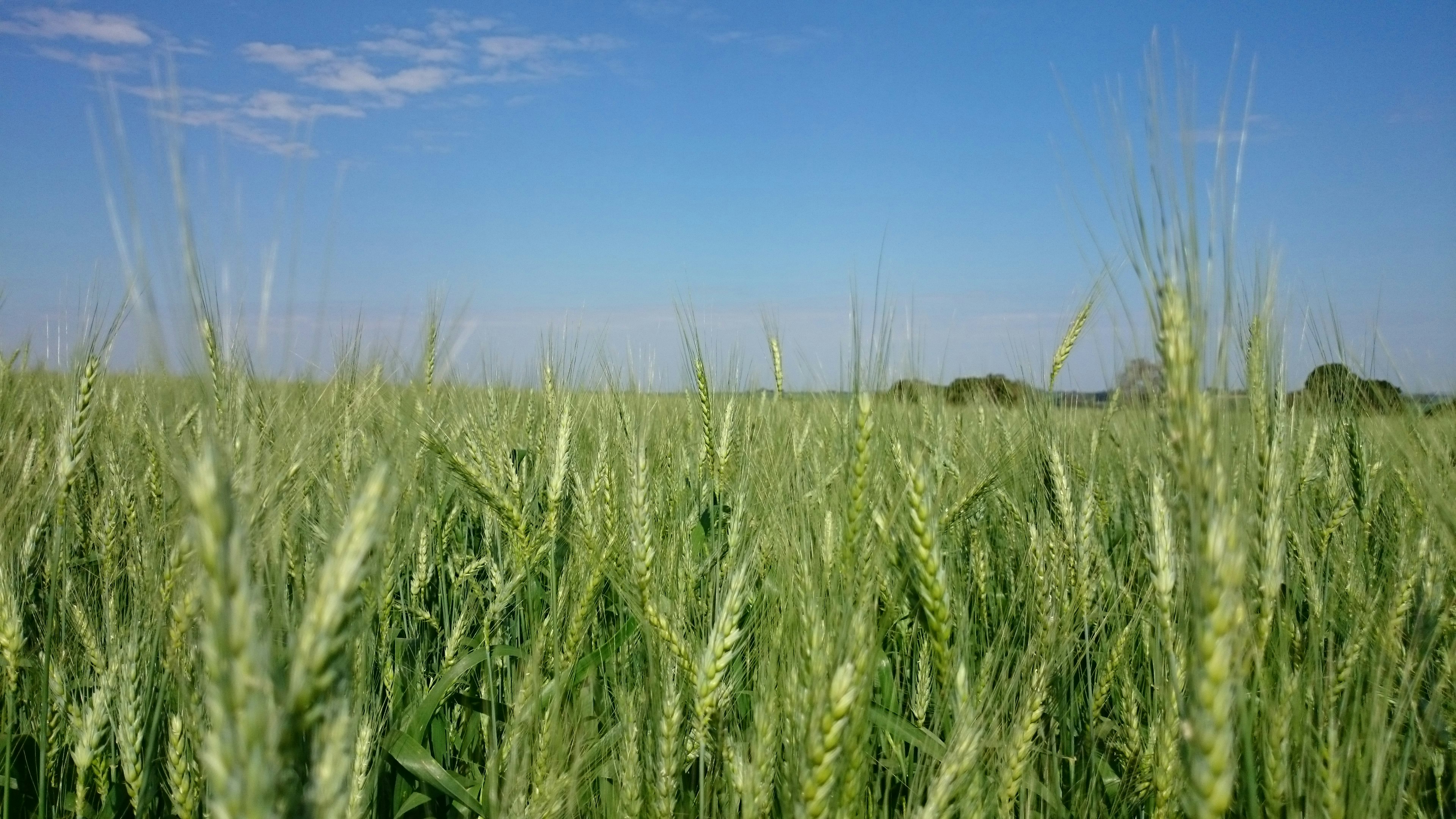 Free Unsplash photo from Carlos Eduardo Ceccon