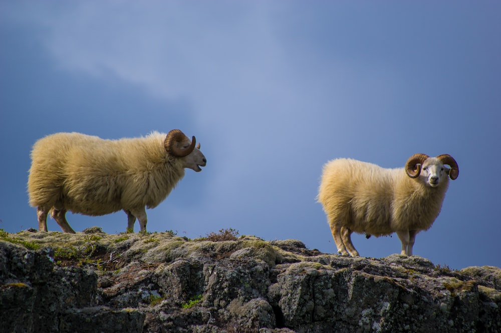 two mountain goats