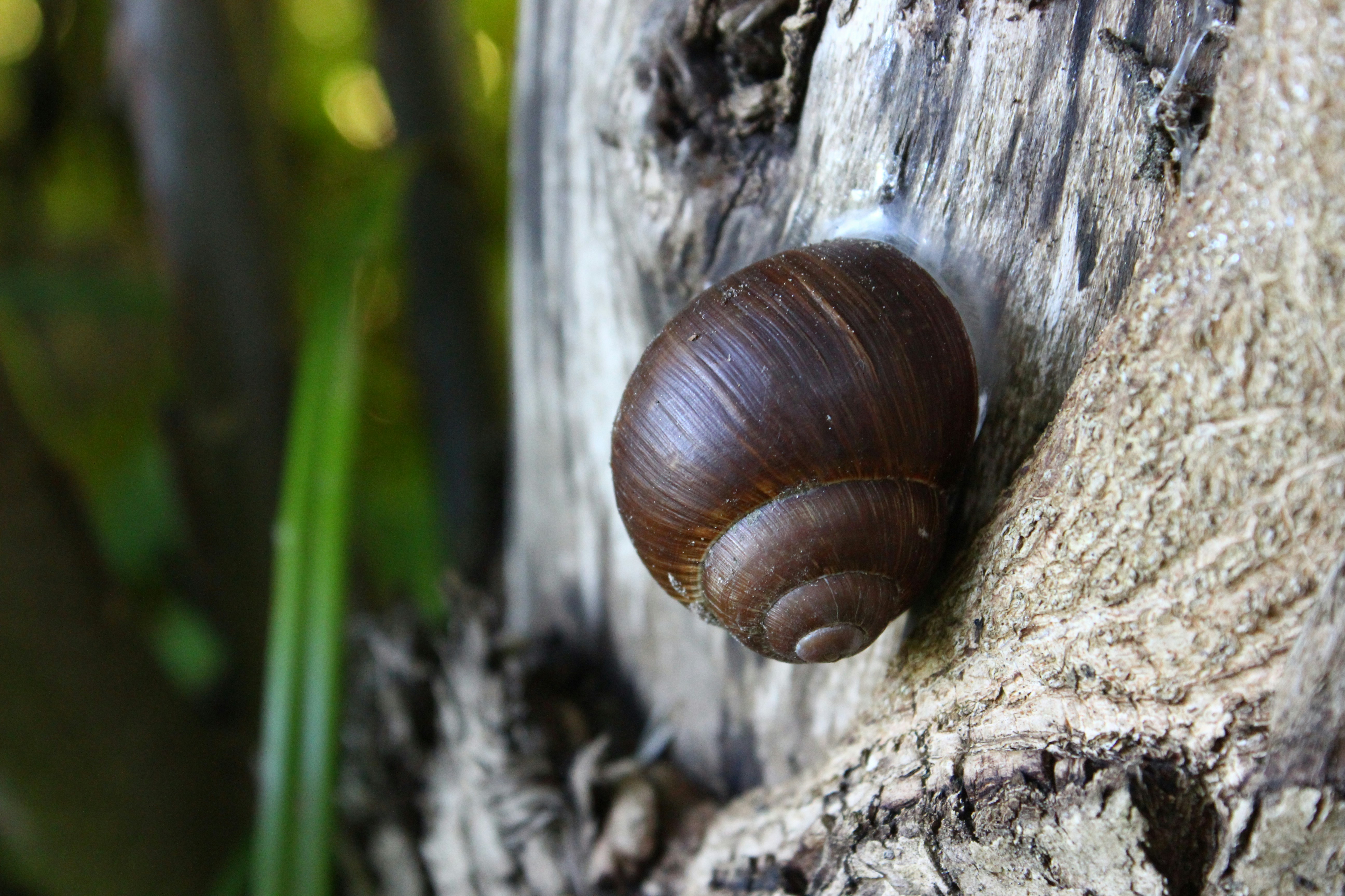 Free Unsplash photo from Andrej Naimušin