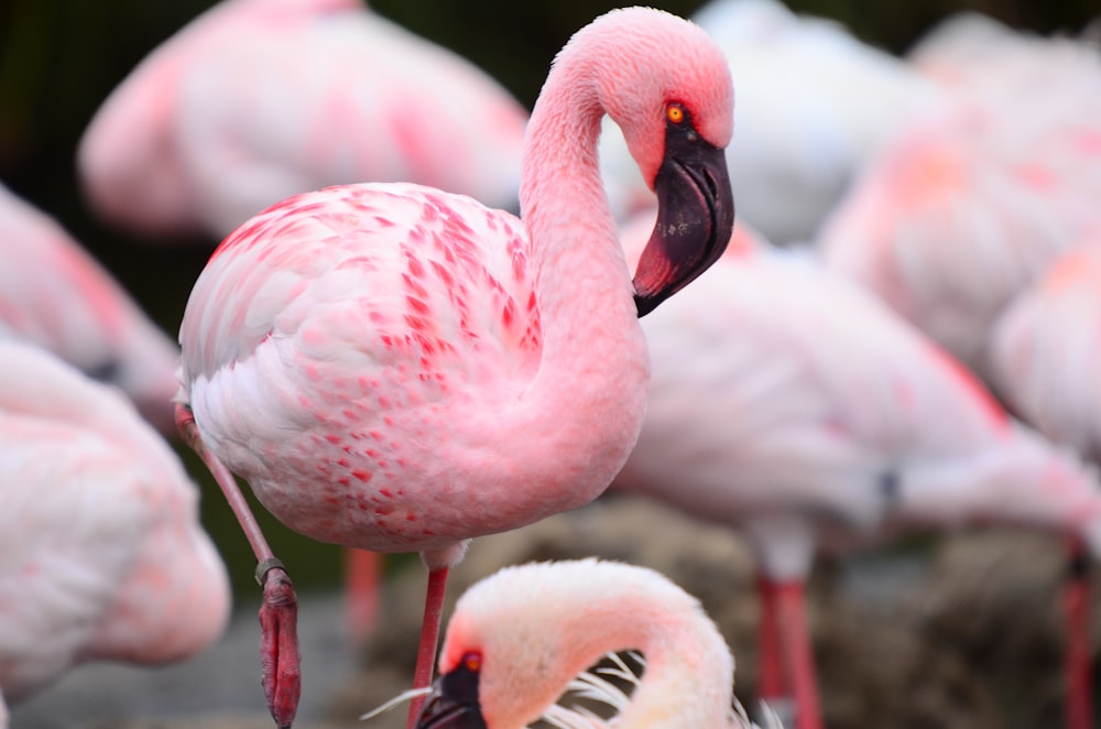 pink flamingo in close up photography