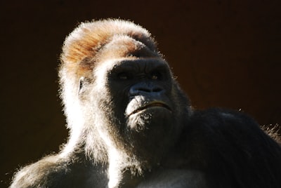 gorilla grumpy google meet background