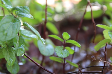 Close-up of fresh yerba mate leaves with dew drops, set against a vibrant magenta background.