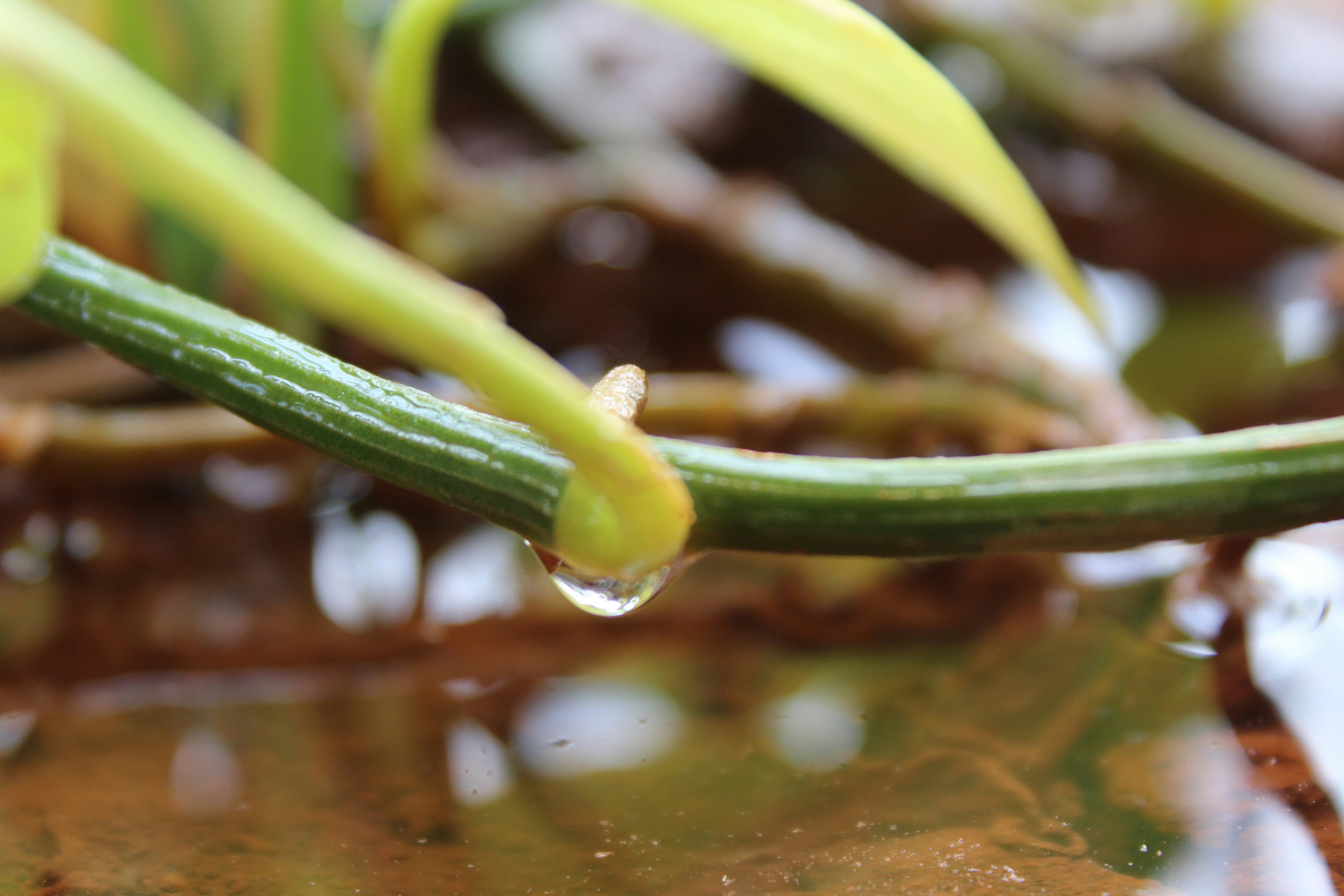 Free Unsplash photo from krishna vutla