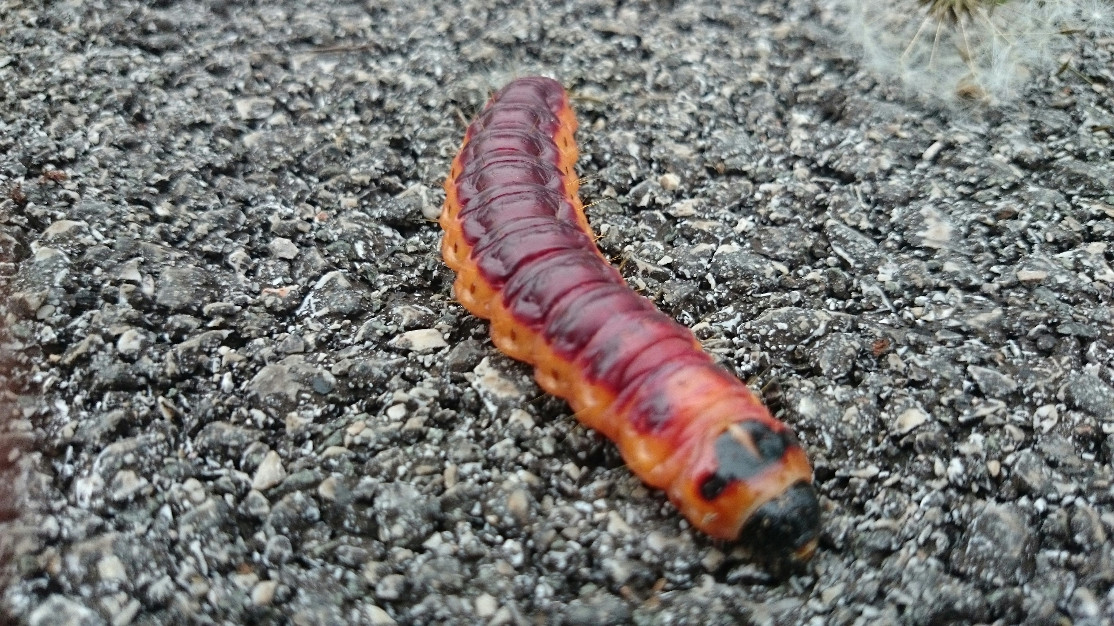 Free Unsplash photo from Haris Alibegovic