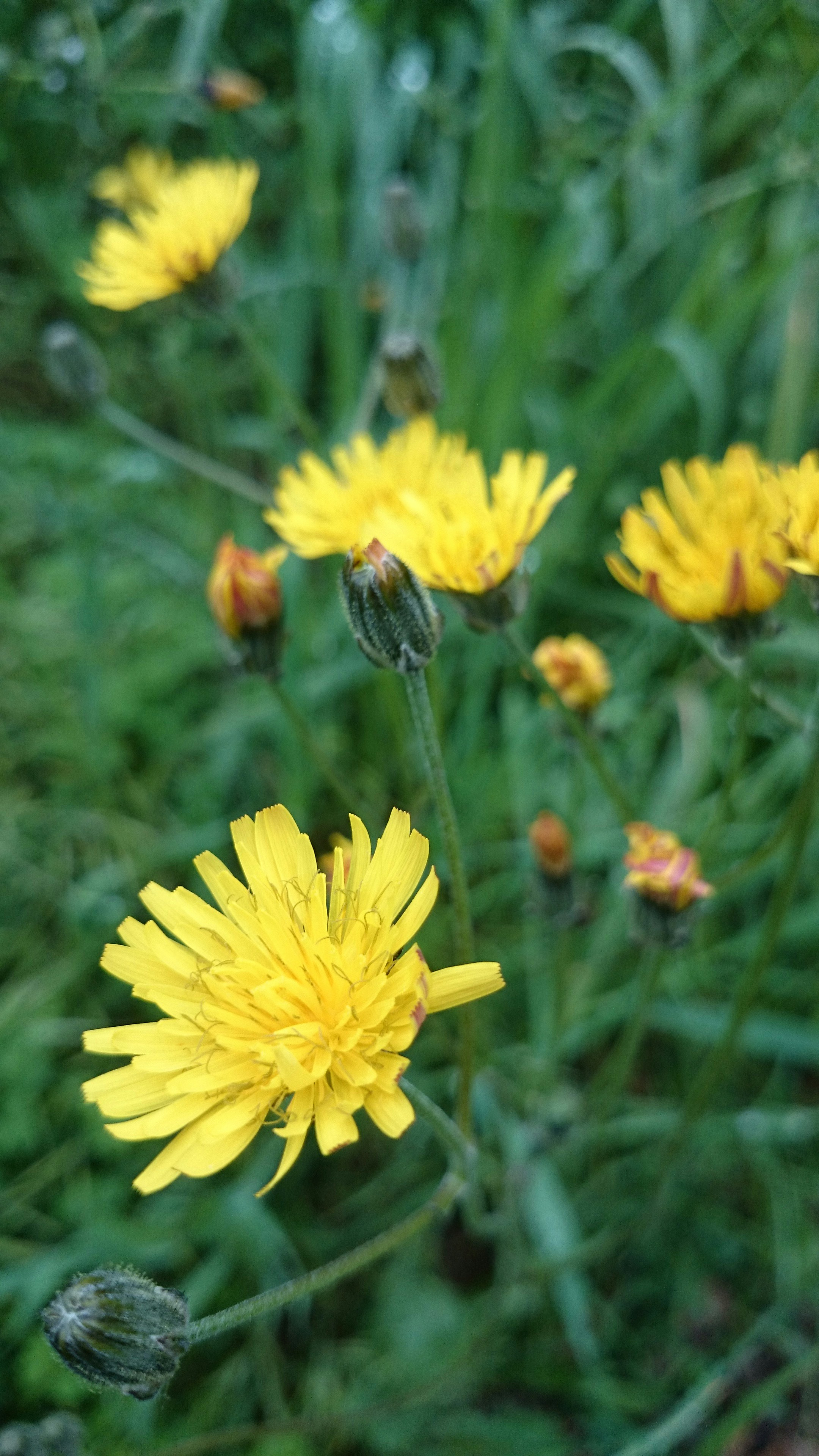 Free Unsplash photo from Haris Alibegovic