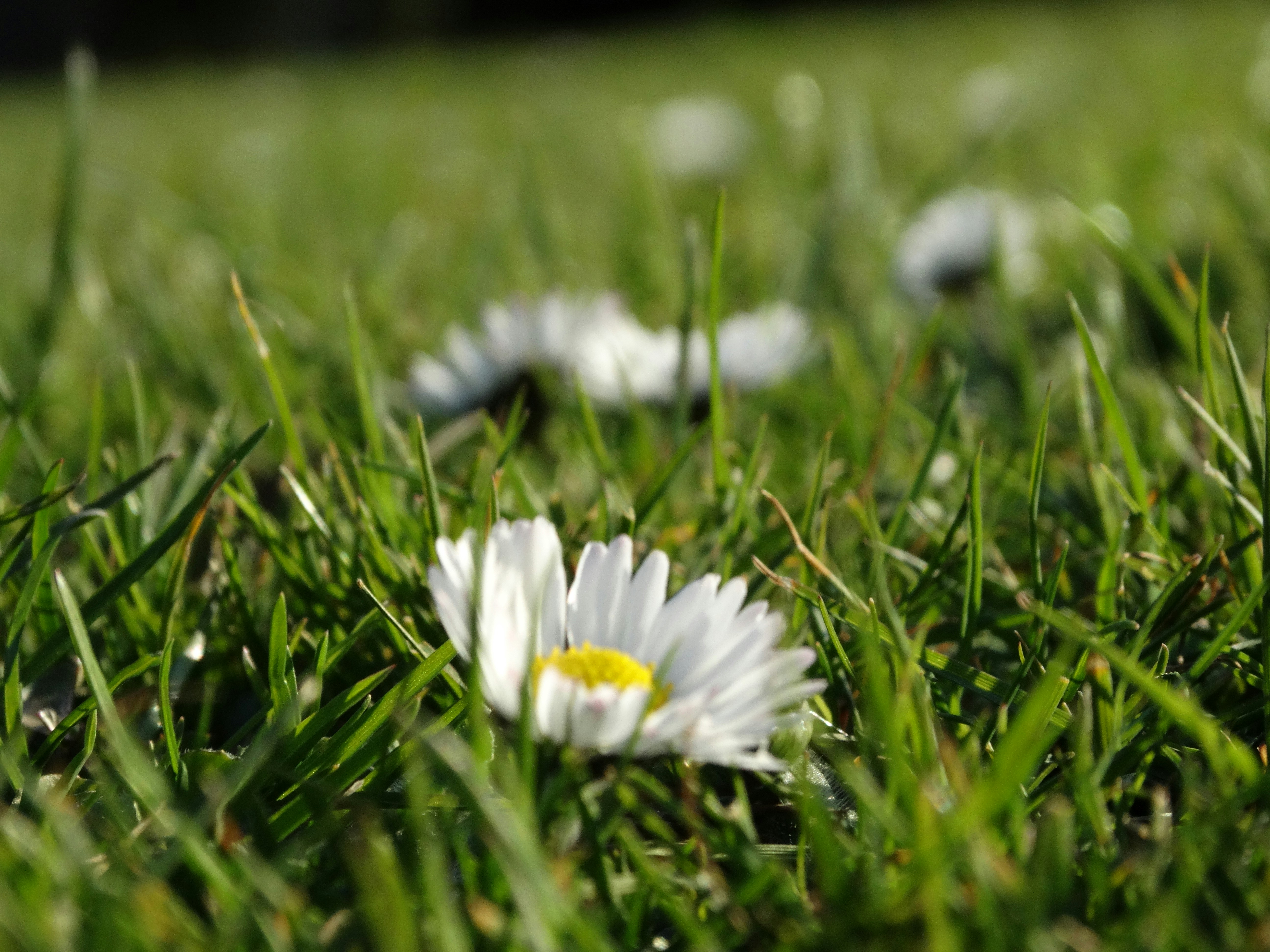 Free Unsplash photo from Eduardo Falcin