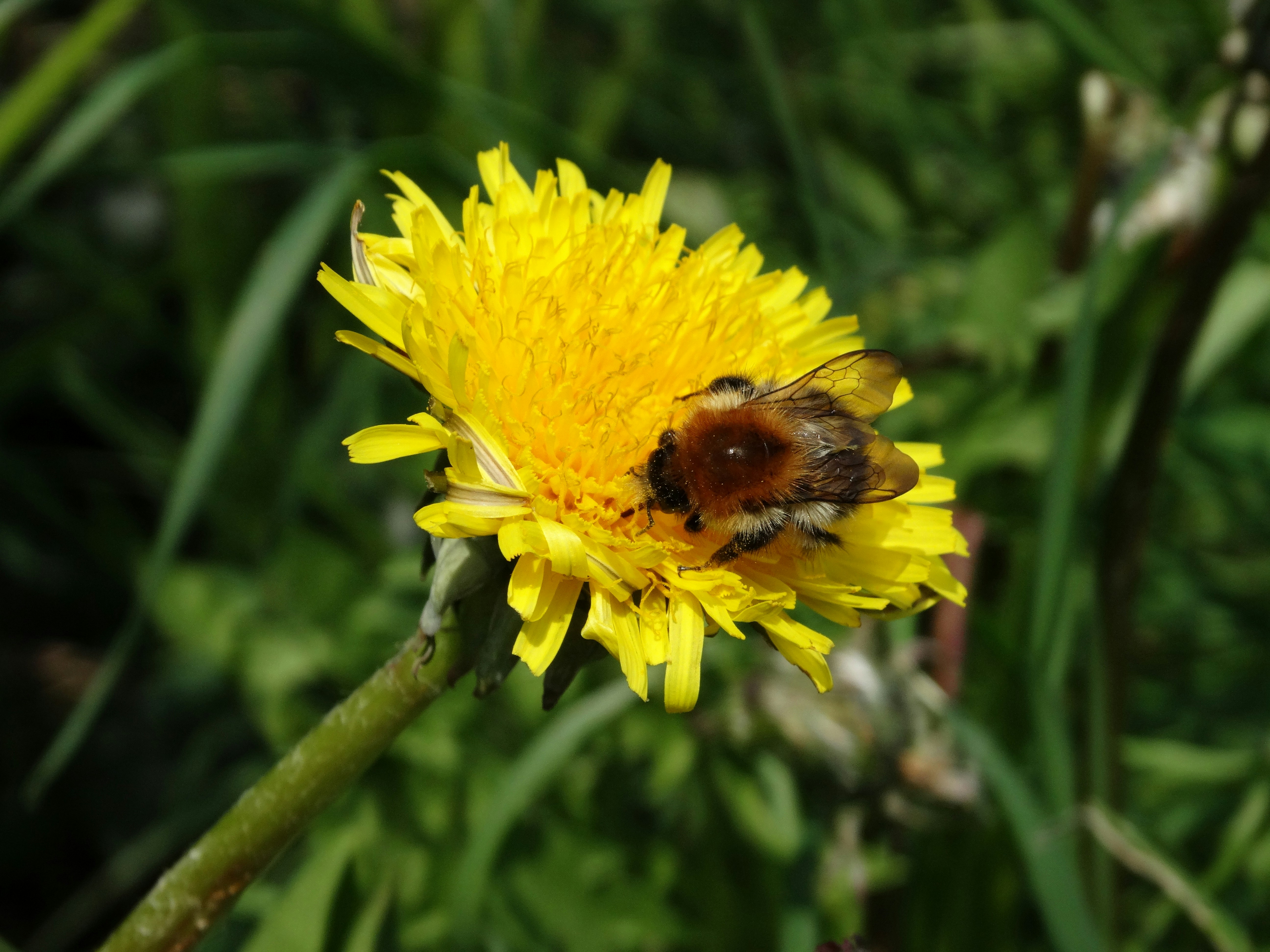 Free Unsplash photo from Eduardo Falcin