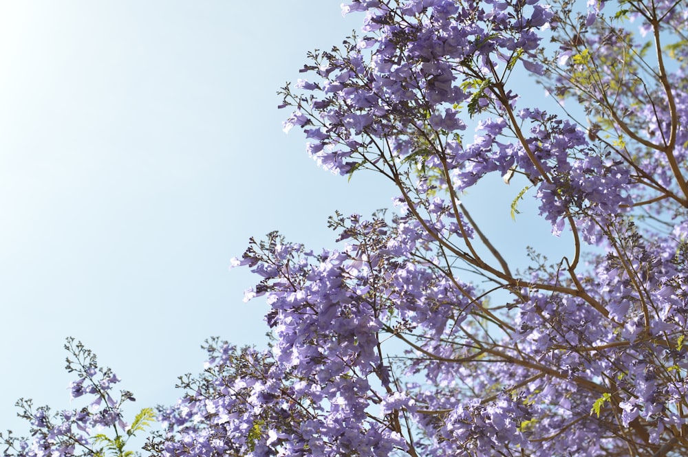 昼間の紫色の花木のローアングル写真