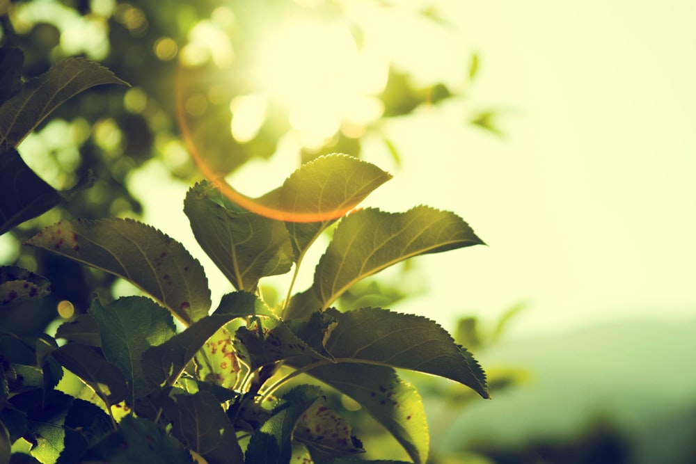 close-up photo of gree nleaf