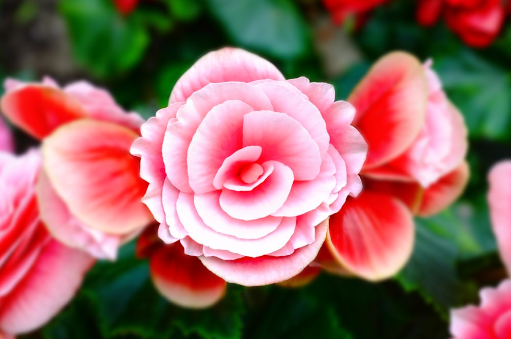 Fotografía de primer plano de flor de pétalos rosados y blancos