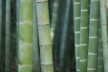 green bamboo shoots