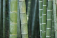 green bamboo shoots