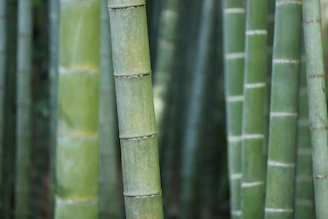 green bamboo shoots