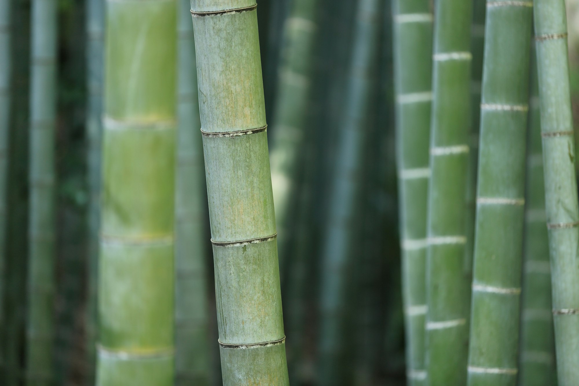 Green bamboo containing sclerenchyma cells surrounded by cellulose, hemicellulose and galactan cell walls