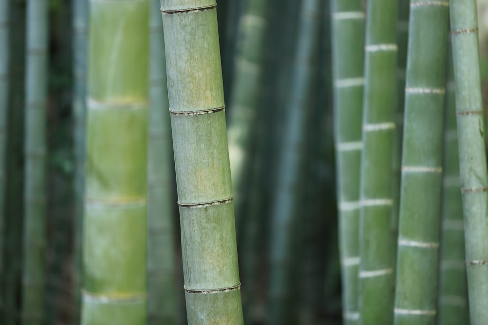 growing green bamboo shoots