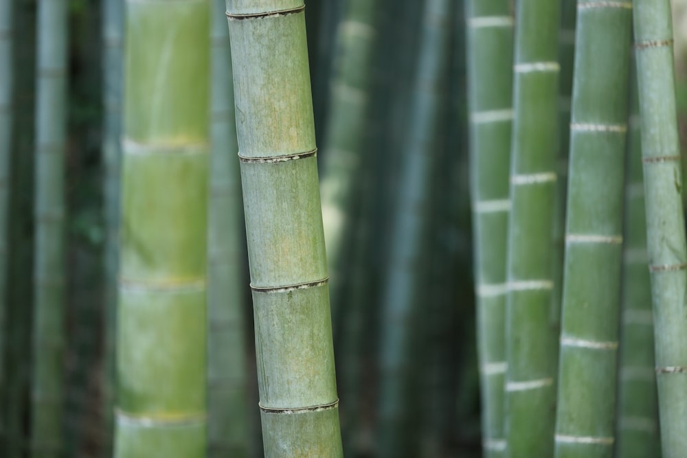 green bamboo shoots