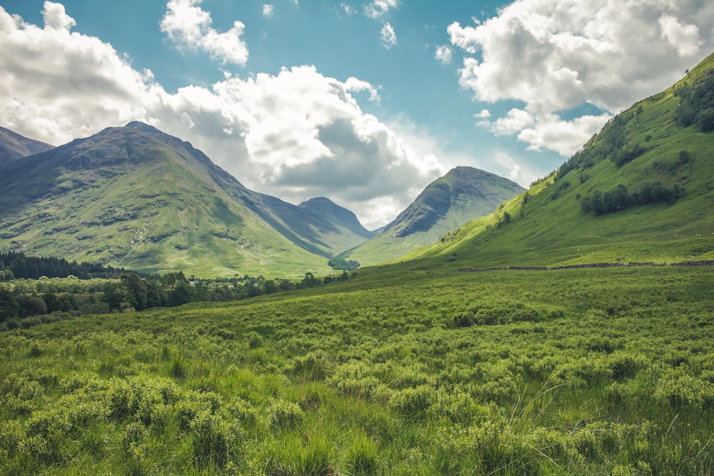 mountain covered with green grass