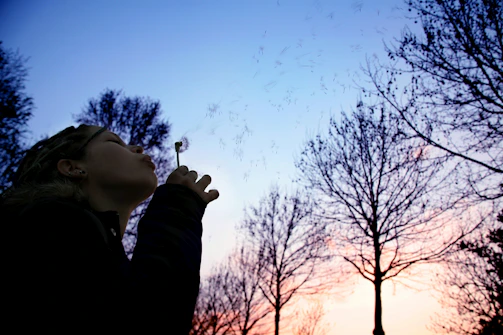 A little girl blowing dandelion seeds in a golden field at sunset.