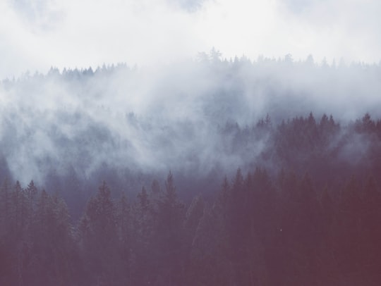 forest mists in Westwood Lake Trail Canada