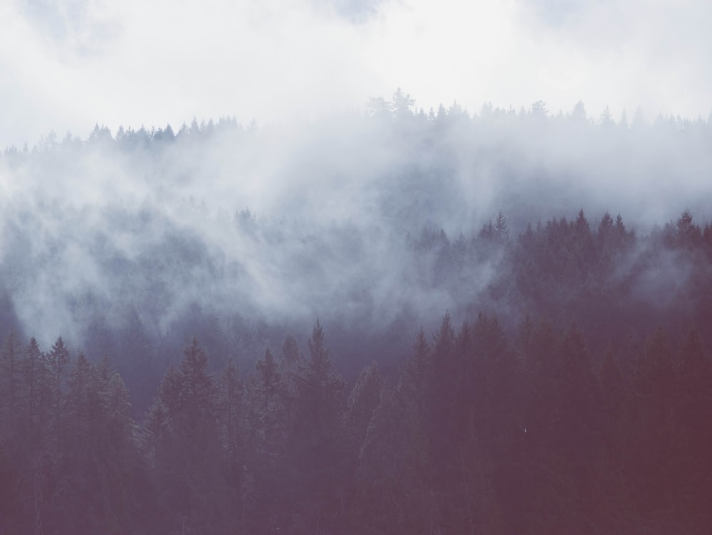 森の霧