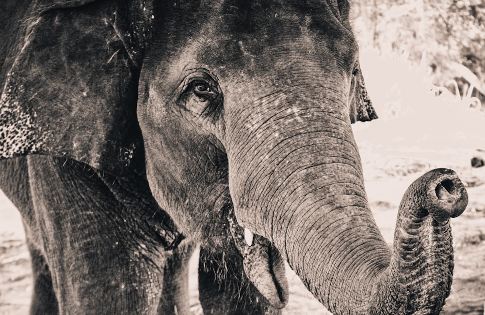 grayscale photography of elephant