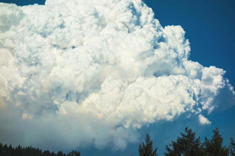 Fotografía de ángulo bajo de nubes blancas sobre árboles