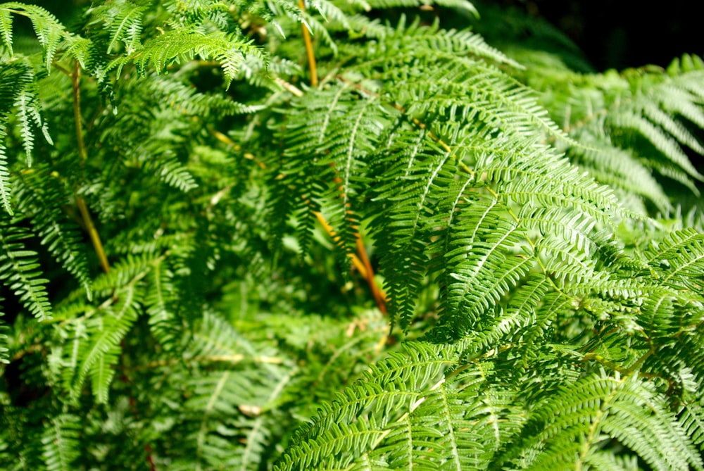 fern plant photo