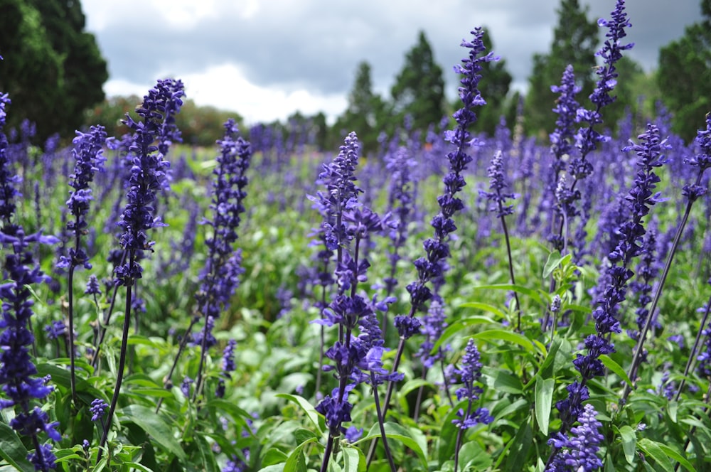 campo di fiori di giacinto viola