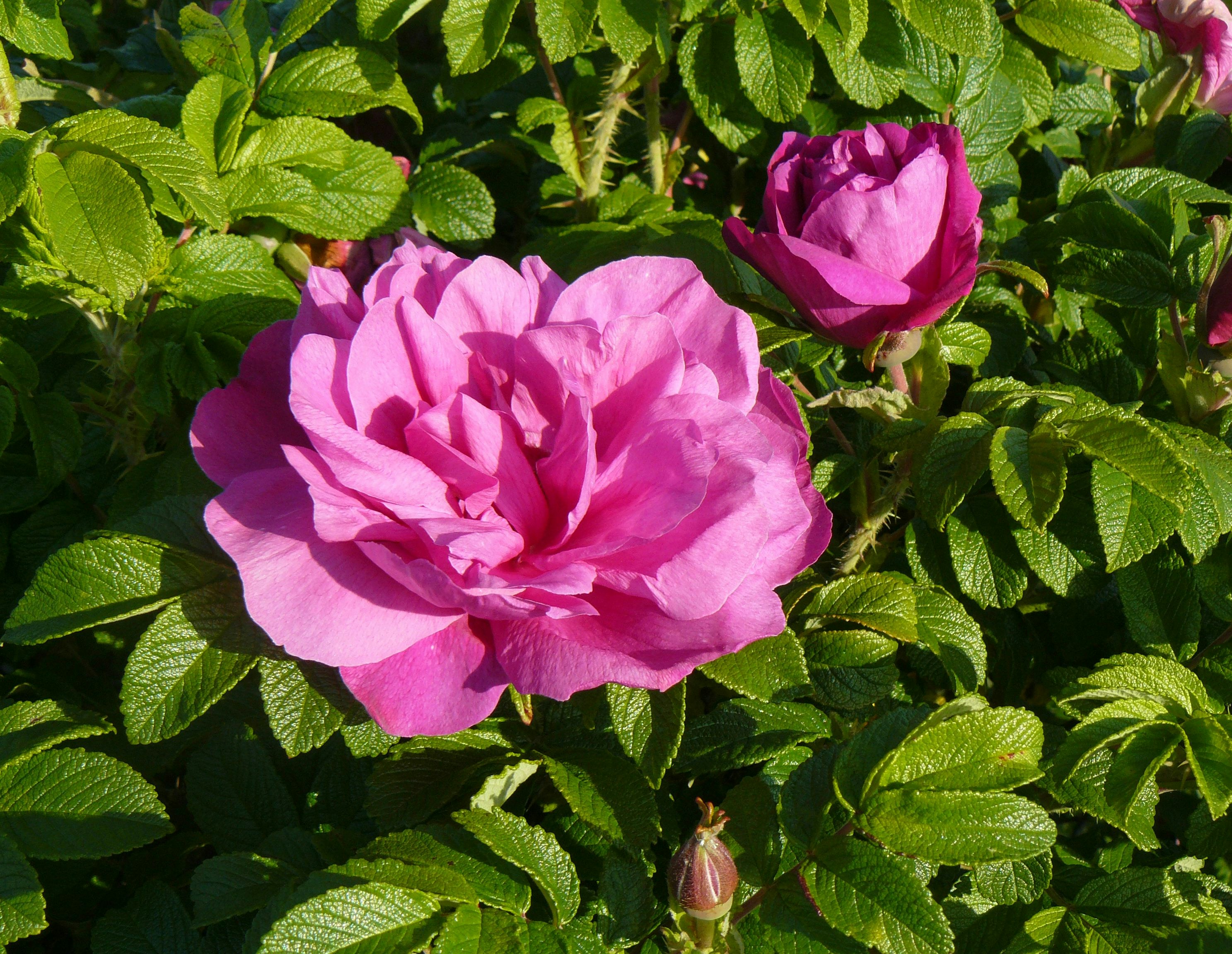 Free Unsplash photo from Maria Jyrkka