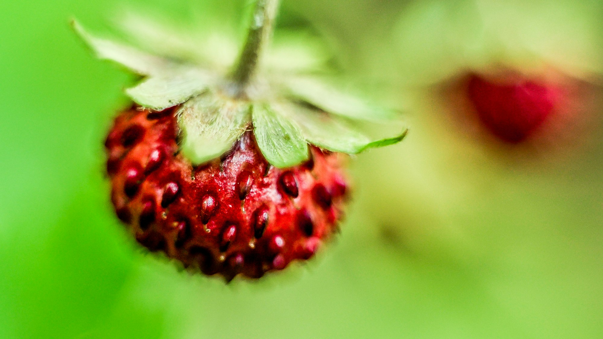 Wild Strawberry