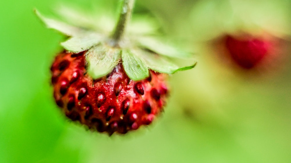 macro photography of red fruit