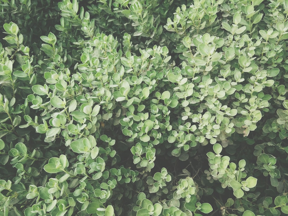 낮 동안의 녹색 잎 식물