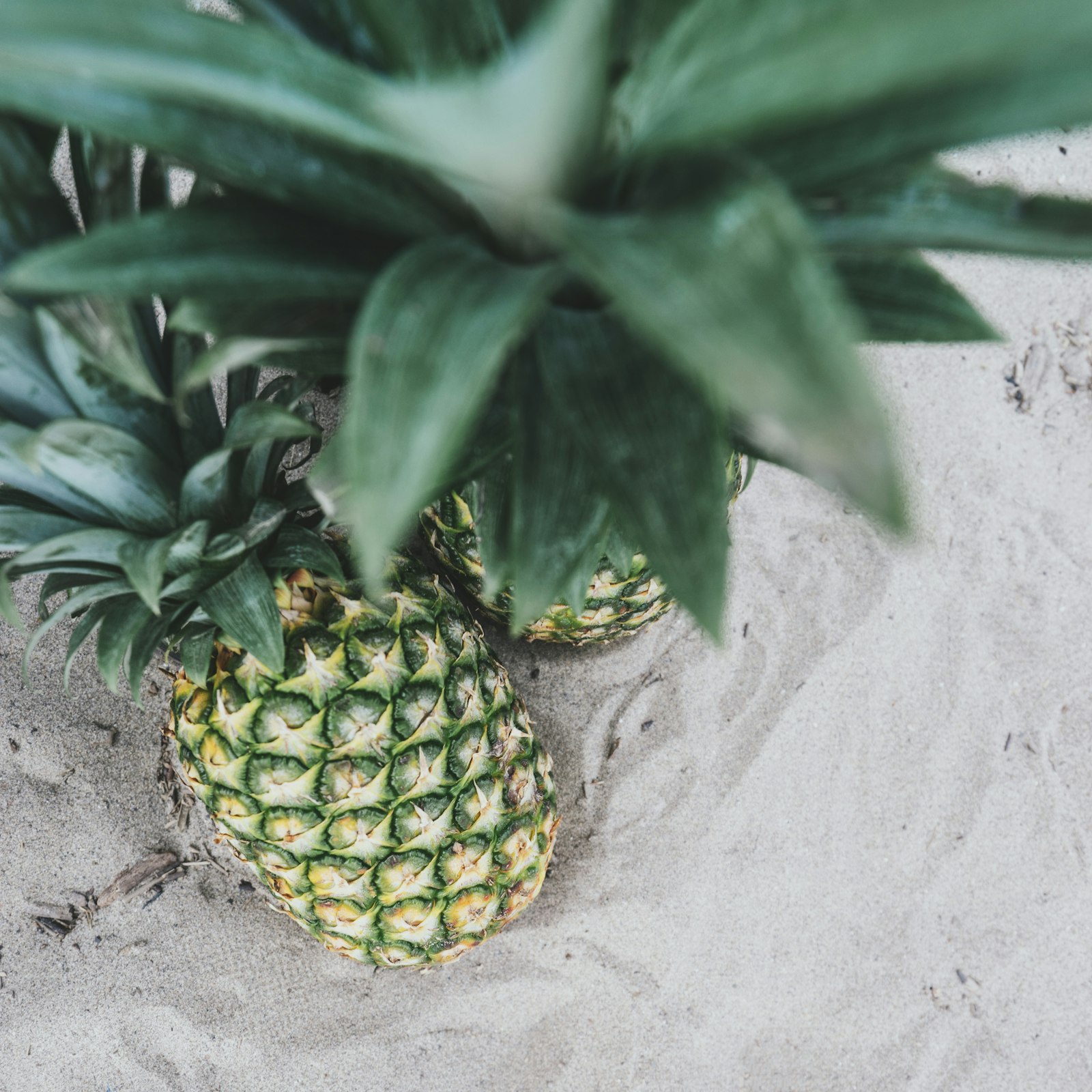 Sony a7 II + Sony Vario-Tessar T* FE 16-35mm F4 ZA OSS sample photo. Two pineapples on sand photography