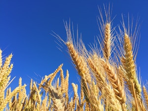 closeup photography of brown wheats