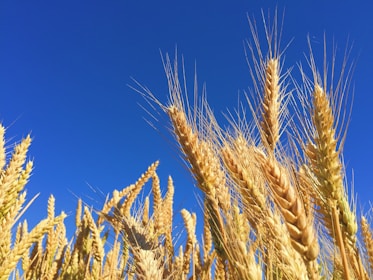 closeup photography of brown wheats